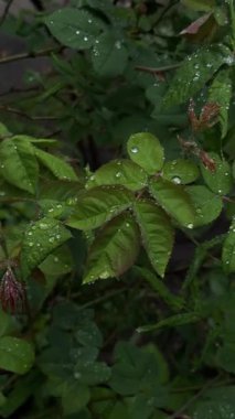 Raindrops run down the leaves of a bush rose