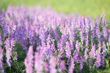 menekşe alan renklerini yumuşak odak. çiçek alana kadar yakın