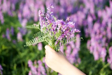 menekşe alan renklerini yumuşak odak. çiçek alana kadar yakın