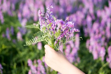 menekşe alan renklerini yumuşak odak. çiçek alana kadar yakın