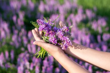 menekşe alan renklerini yumuşak odak. çiçek alana kadar yakın