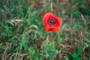 sabah erken kırmızı haşhaş alan sahne yaz