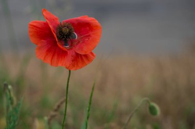 sabah erken kırmızı haşhaş alan sahne yaz