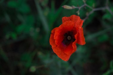 sabah erken kırmızı haşhaş alan sahne yaz
