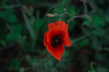 sabah erken kırmızı haşhaş alan sahne yaz