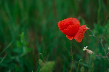 sabah erken kırmızı haşhaş alan sahne yaz