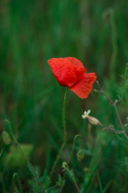 sabah erken kırmızı haşhaş alan sahne yaz