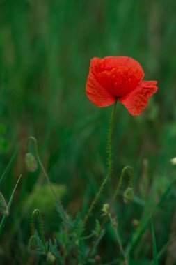 sabah erken kırmızı haşhaş alan sahne yaz