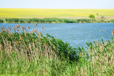 alan ve ciğeri ile güzel güneşli manzara