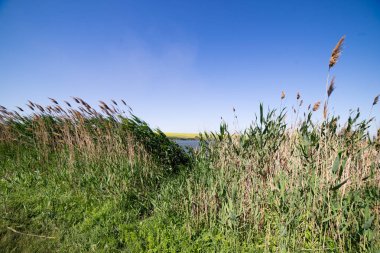 alan ve ciğeri ile güzel güneşli manzara