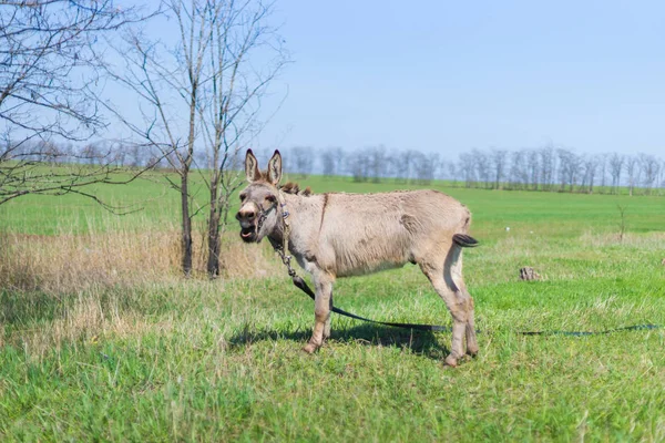 Šedá Osel Poli Zelená Tráva Jaro — Stock fotografie