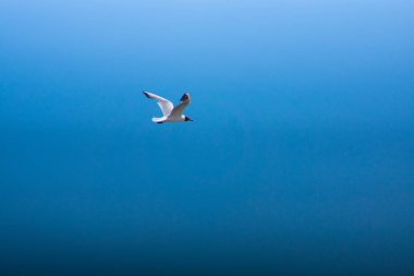 Masmavi gökyüzünde uçan martı