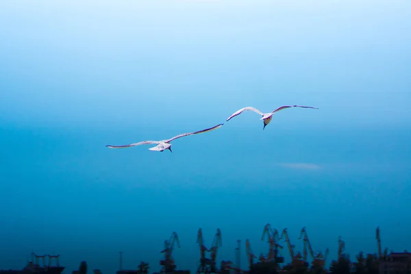 Una Gaviota Volando Cielo Azul Claro —  Fotos de Stock