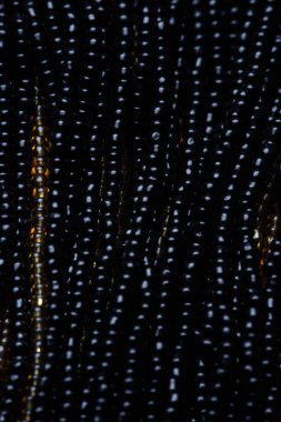 Siyah doku boncuk. Makro fotoğraf. yukarıdan görüntülemek