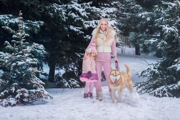 a young blonde mom with long curls and her little sweet little daughter in a tulle skirt walking a husky dog dog with special eyes in a snow-covered park with pines.
