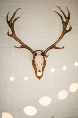 Geyik boynuzu dekorasyon olarak beyaz duvara asılı. bokeh