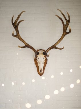 Geyik boynuzu dekorasyon olarak beyaz duvara asılı. bokeh