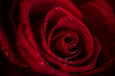 softfocus kırmızı gül closeup ile açılan makro fotoğraf