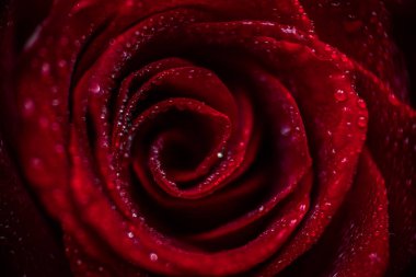 softfocus kırmızı gül closeup ile açılan makro fotoğraf