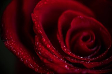 softfocus kırmızı gül closeup ile açılan makro fotoğraf