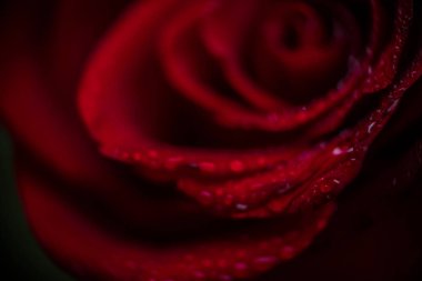 softfocus kırmızı gül closeup ile açılan makro fotoğraf