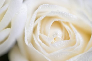 yumuşak odak makro fotoğraf çiğ damlaları ile beyaz gül