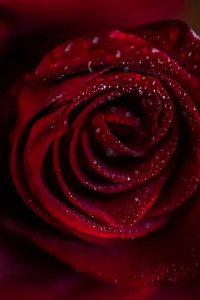 Softfocus czerwona róża zbliżenie z kropla makro Fotografia — Zdjęcie stockowe