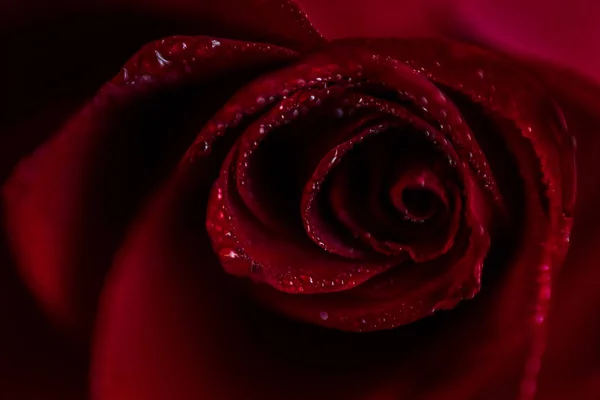 Softfocus Vermelho rosa close-up com foto macro gota — Fotografia de Stock