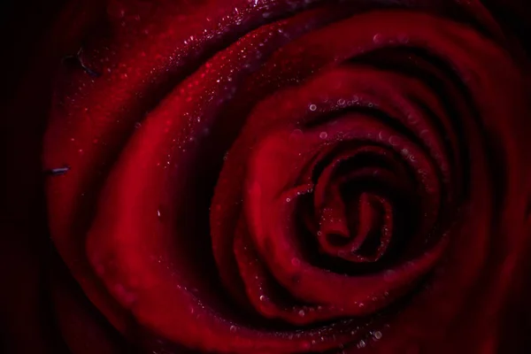 Softfocus piros rózsa Vértes csepp makró fotó — Stock Fotó