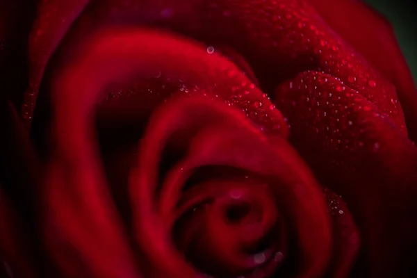 Softfocus Red rose closeup with drop macro photo — Stock Photo, Image