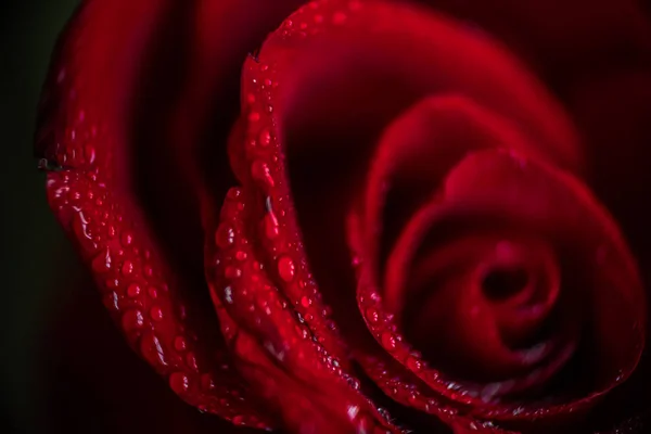 Softfocus czerwona róża zbliżenie z kropla makro Fotografia — Zdjęcie stockowe
