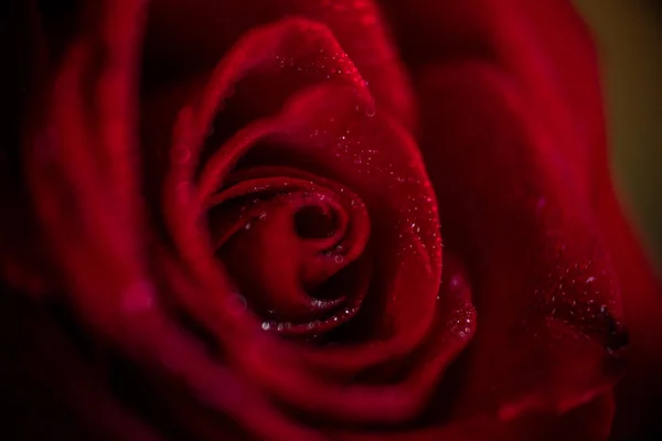 Softfocus κόκκινο τριαντάφυλλο closeup με πτώση μακροεντολή φωτογραφία — Φωτογραφία Αρχείου