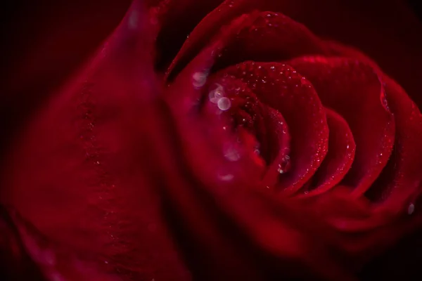 Softfocus Red rose closeup with drop macro photo — Stock Photo, Image