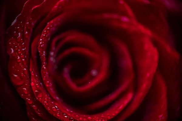 सॉफ्टफोकस रेड गुलाब क्लोजअप ड्रॉप मैक्रो फोटो के साथ — स्टॉक फ़ोटो, इमेज