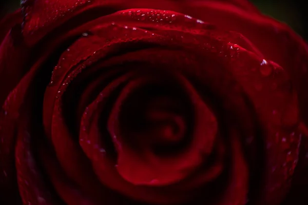 Softfocus Красная роза крупным планом с капельным макроснимком — стоковое фото