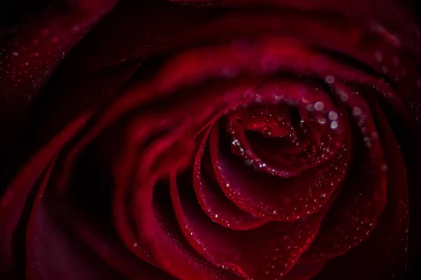 Softfocus ドロップ マクロ写真赤いバラ クローズ アップ — ストック写真