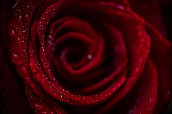 Softfocus Red rose closeup with drop macro photo — Stock Photo, Image