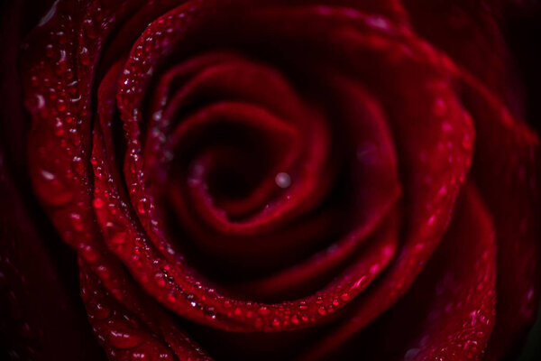 Red rose closeup with drop macro photo space for text