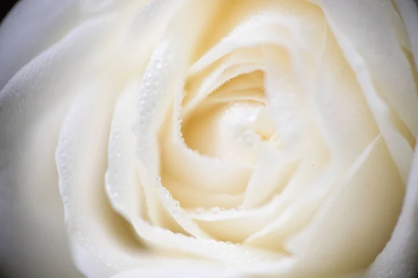 Foto macro foco suave de rosa branca com gotas de orvalho — Fotografia de Stock