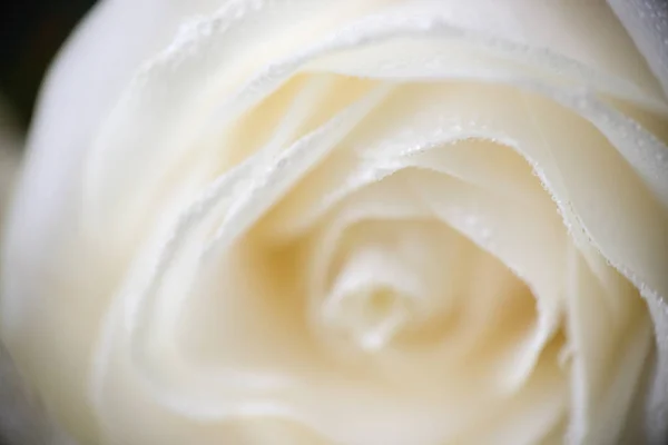 Macro foto de foco suave de rosa blanca con gotas de rocío — Foto de Stock