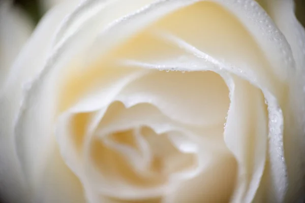 Macro foto de foco suave de rosa blanca con gotas de rocío — Foto de Stock