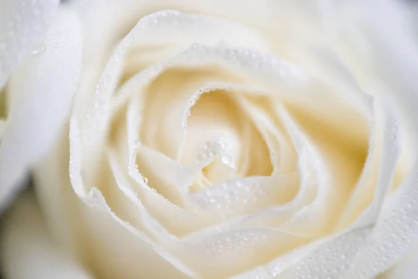 Мягкий фокус макрофото белой розы с капельками росы — стоковое фото