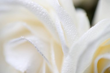 yumuşak odak makro fotoğraf çiğ damlaları ile beyaz gül