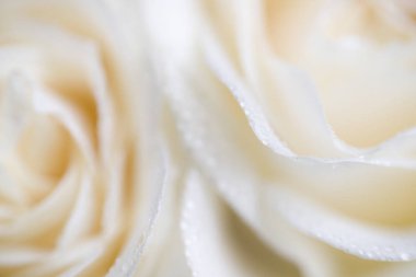 yumuşak odak makro fotoğraf çiğ damlaları ile beyaz gül