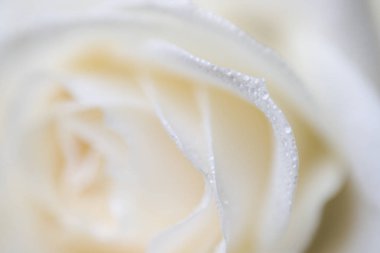 yumuşak odak makro fotoğraf çiğ damlaları ile beyaz gül