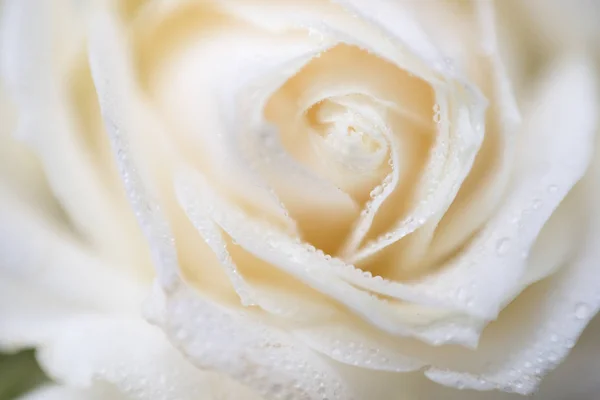 Lágy fókusz makró fotó harmat csepp Fehér Rózsa — Stock Fotó