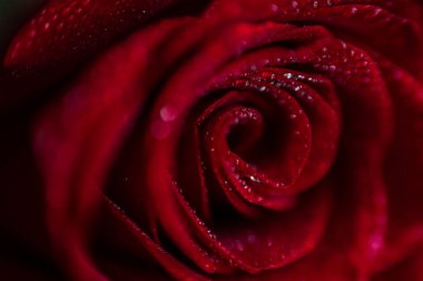 softfocus kırmızı gül closeup ile açılan makro fotoğraf