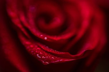 softfocus kırmızı gül closeup ile açılan makro fotoğraf