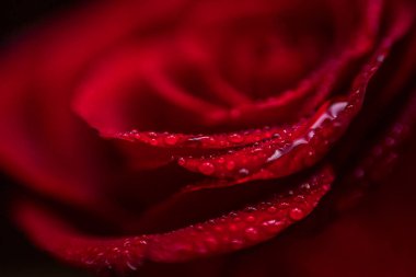 softfocus kırmızı gül closeup ile açılan makro fotoğraf