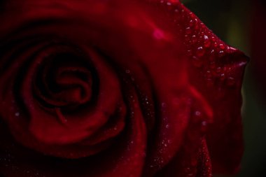 softfocus kırmızı gül closeup ile açılan makro fotoğraf